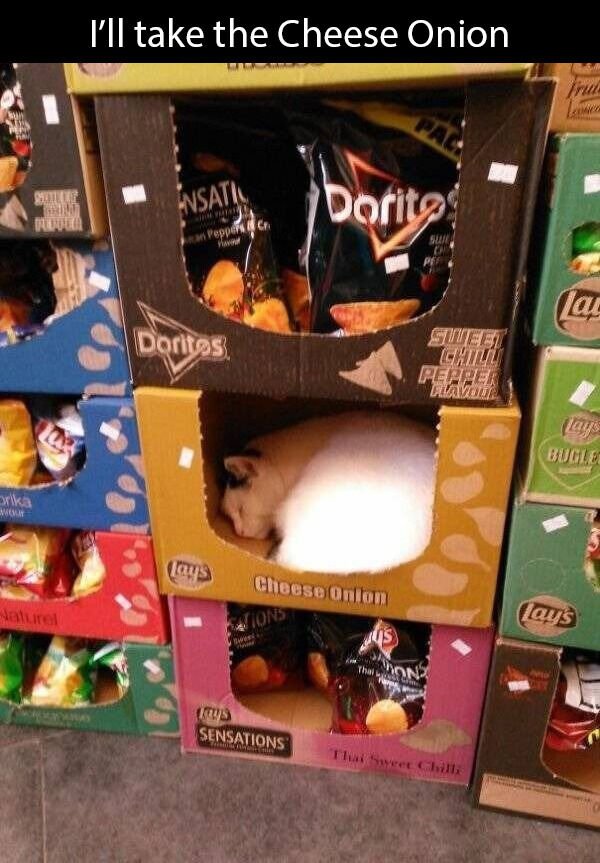Cats Memes And Pictures (32 pics)