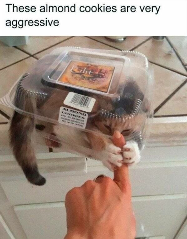 Cats Memes And Pictures (32 pics)