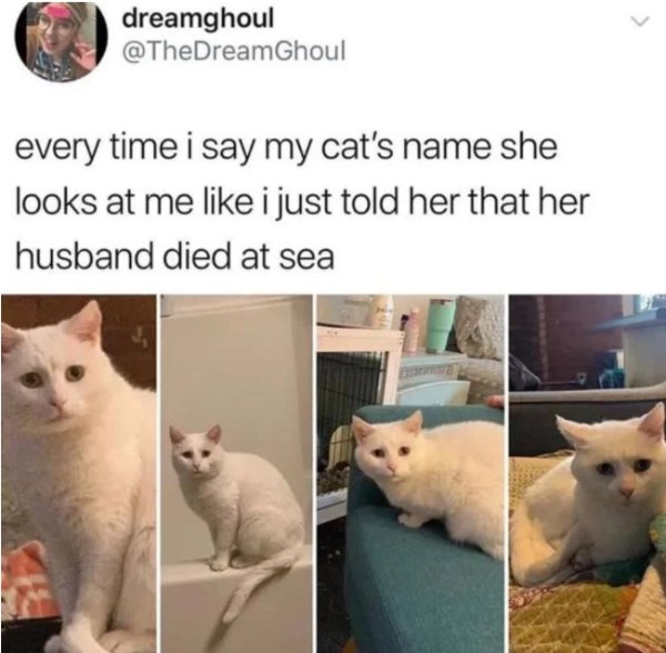 Cats Memes And Pictures (32 pics)
