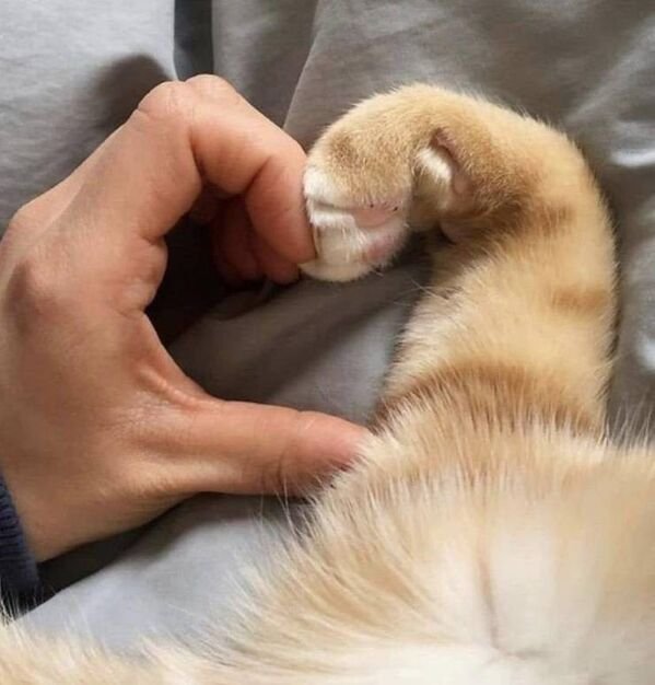 Cats Memes And Pictures (32 pics)