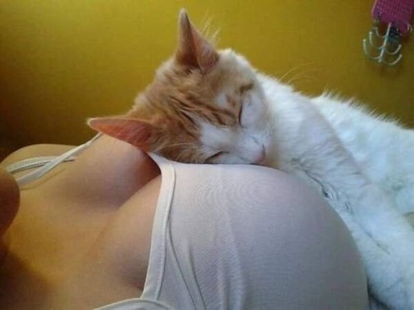 Cats Memes And Pictures (32 pics)