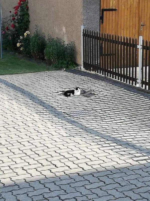 Cats Memes And Pictures (32 pics)