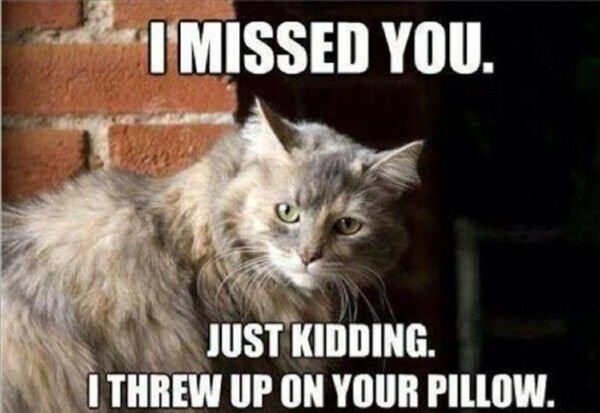 Cats Memes And Pictures (32 pics)