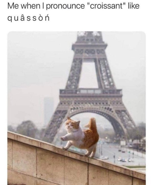 Cats Memes And Pictures (32 pics)