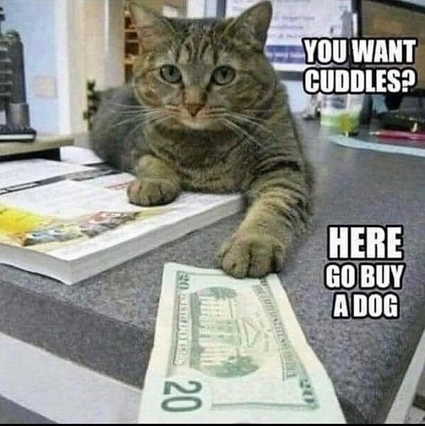 Cats Memes And Pictures (32 pics)