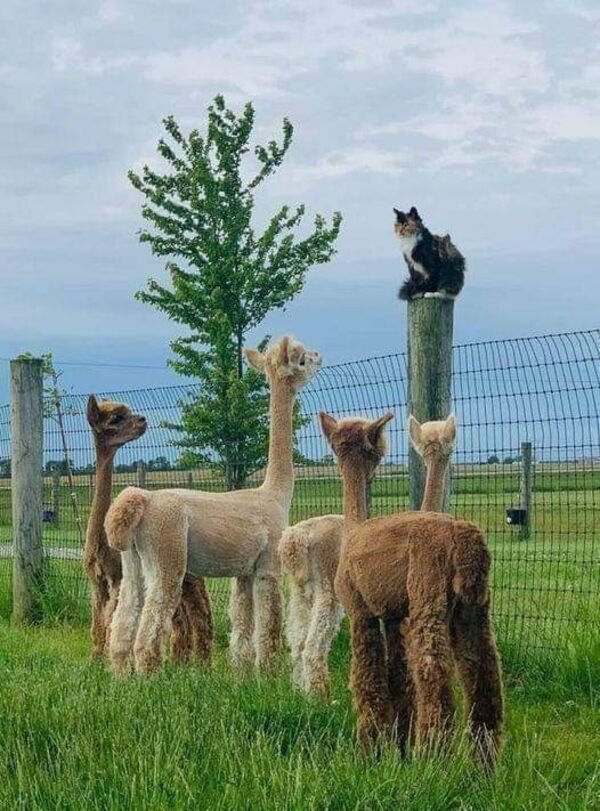 Cats Memes And Pictures (32 pics)