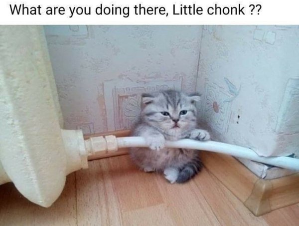 Cats Memes And Pictures (32 pics)