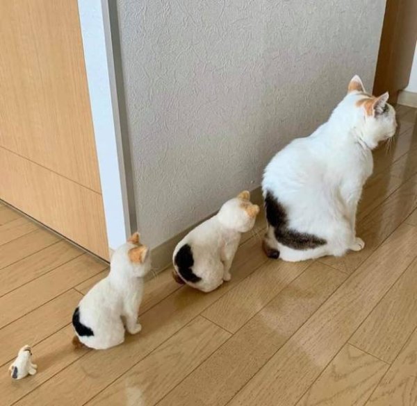 Cats Memes And Pictures (32 pics)