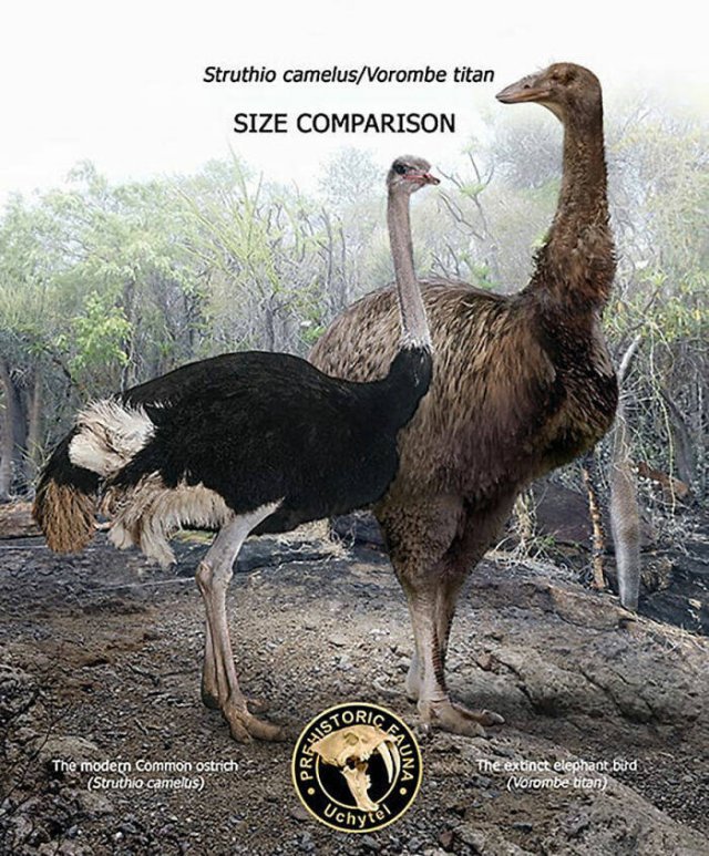 Extinct Prehistoric Animals Vs. Modern Animals (37 pics)