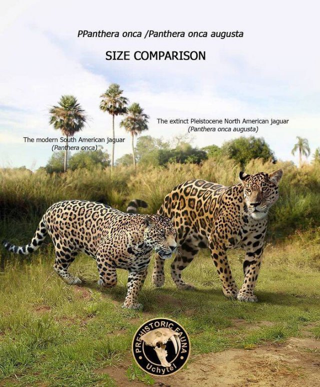 Extinct Prehistoric Animals Vs. Modern Animals (37 pics)