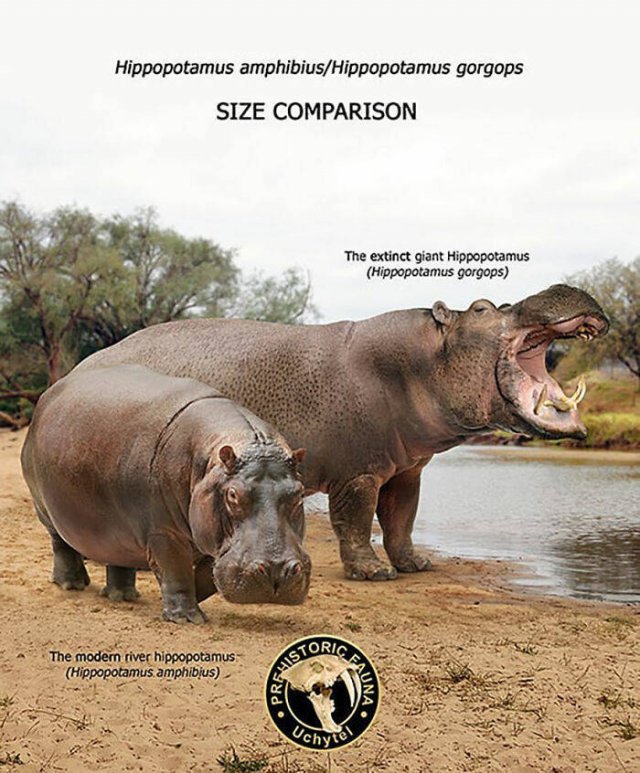Extinct Prehistoric Animals Vs. Modern Animals (37 pics)