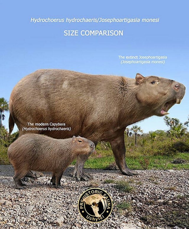 Extinct Prehistoric Animals Vs. Modern Animals (37 pics)