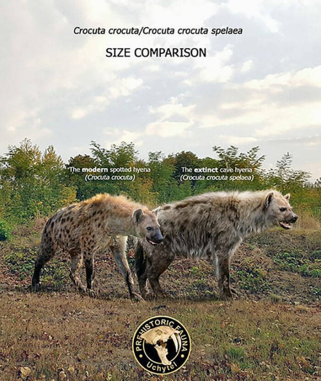 Extinct Prehistoric Animals Vs. Modern Animals (37 pics)