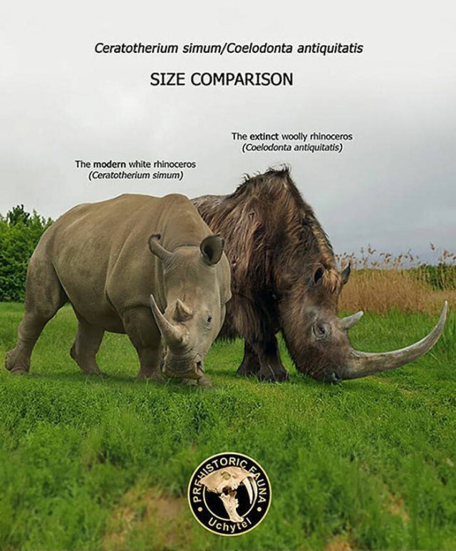 Extinct Prehistoric Animals Vs. Modern Animals (37 pics)