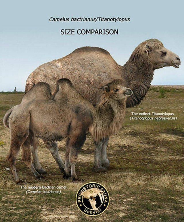 Extinct Prehistoric Animals Vs. Modern Animals (37 pics)