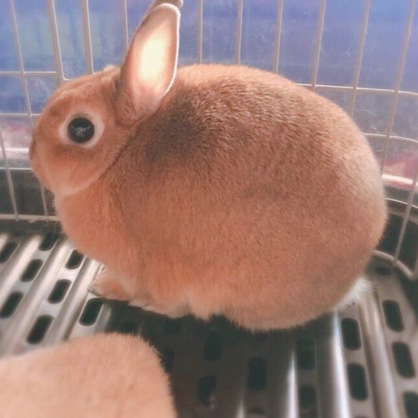 Very Round Animals (32 pics)