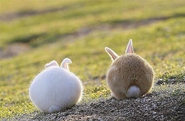 Very Round Animals (32 pics)