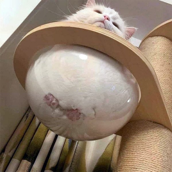 Very Round Animals (32 pics)