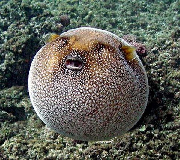 Very Round Animals (32 pics)