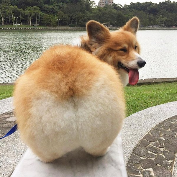 Very Round Animals (32 pics)