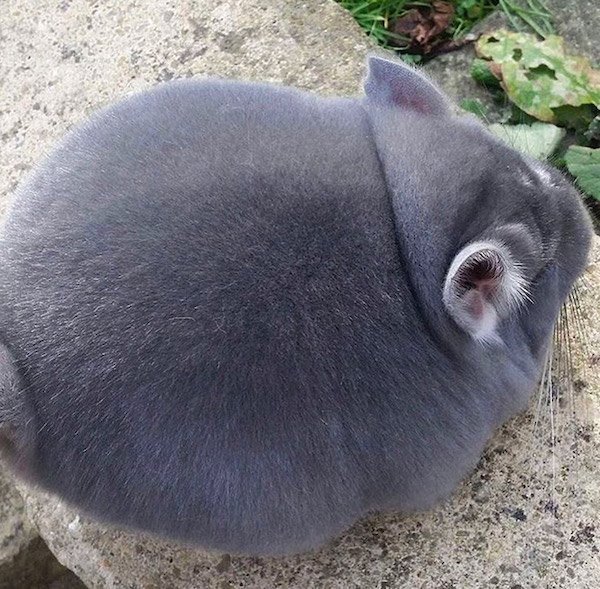 Very Round Animals (32 pics)