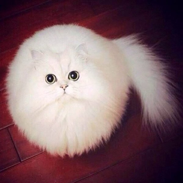 Very Round Animals (32 pics)