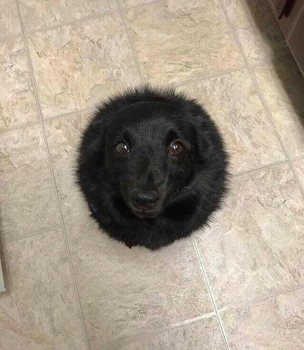 Very Round Animals (32 pics)