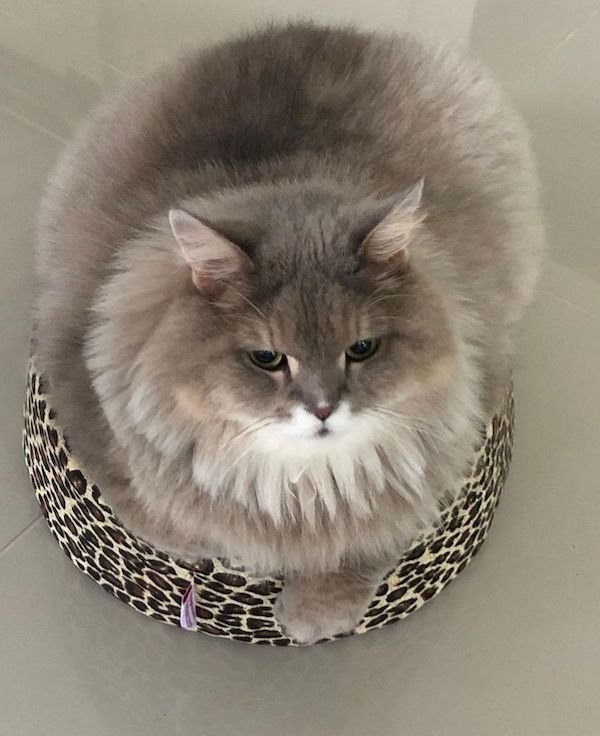 Very Round Animals (32 pics)