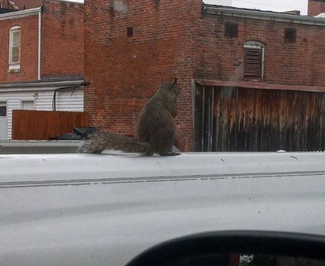 Look Twice (29 pics)