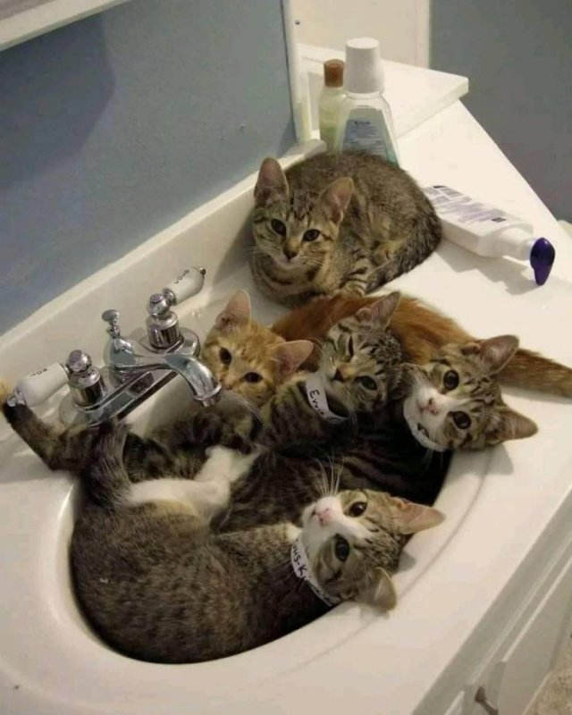 Acid Picdump 2 (78 pics)