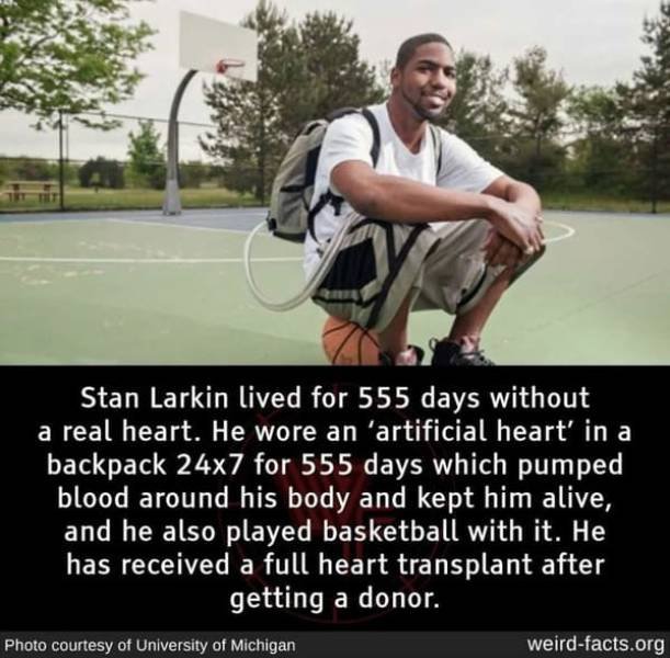 Interesting Facts (49 pics)