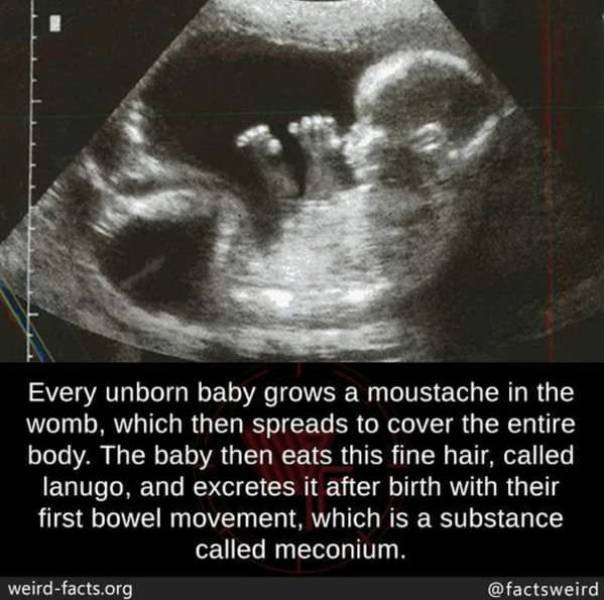 Interesting Facts (49 pics)