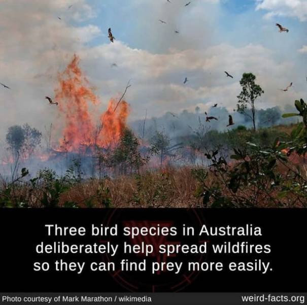 Interesting Facts (49 pics)