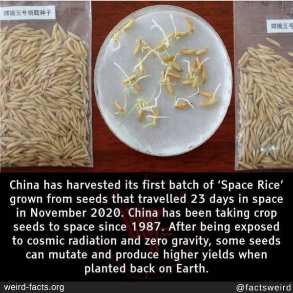 Interesting Facts (49 pics)