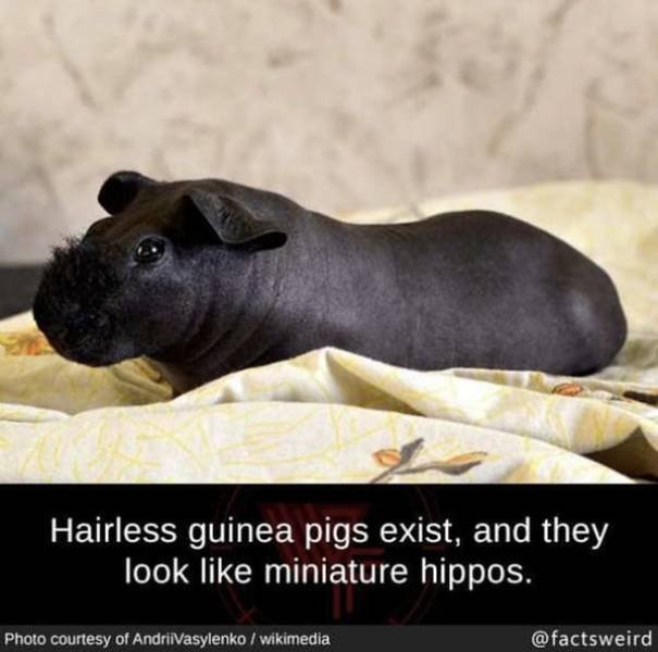 Interesting Facts (49 pics)