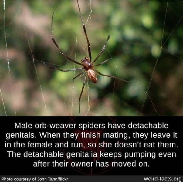 Interesting Facts (49 pics)