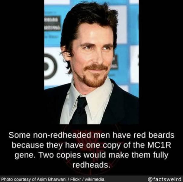Interesting Facts (49 pics)