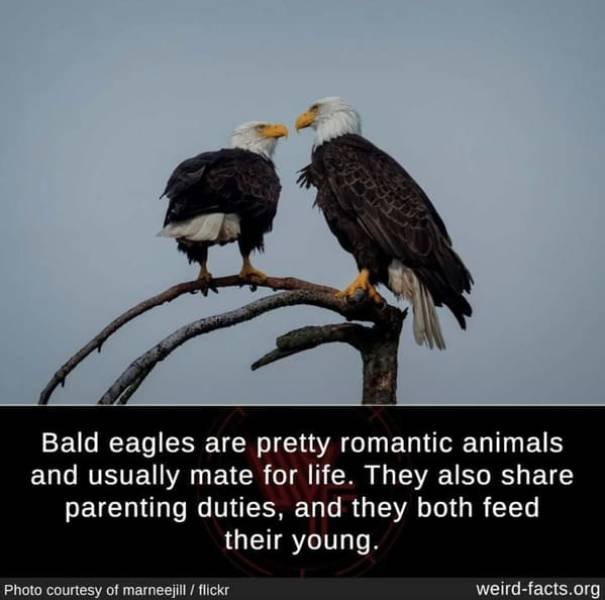 Interesting Facts (49 pics)