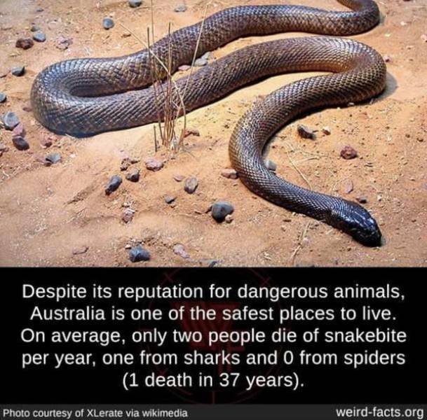 Interesting Facts (49 pics)