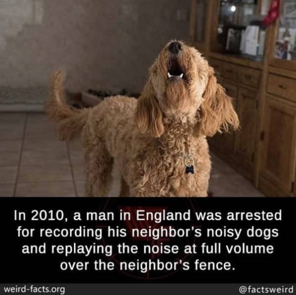 Interesting Facts (49 pics)