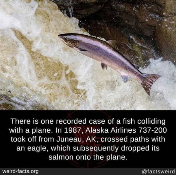 Interesting Facts (49 pics)