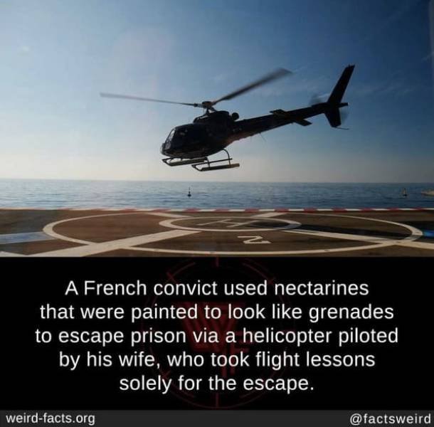 Interesting Facts (49 pics)