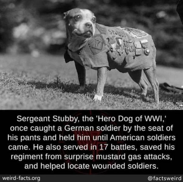 Interesting Facts (49 pics)