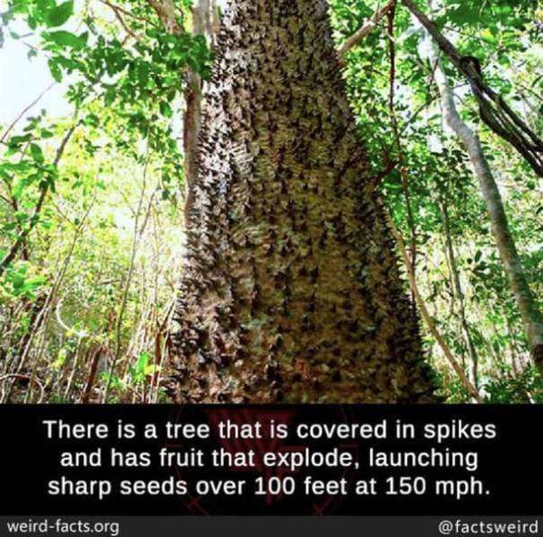 Interesting Facts (49 pics)