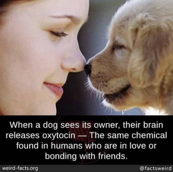 Interesting Facts (49 pics)