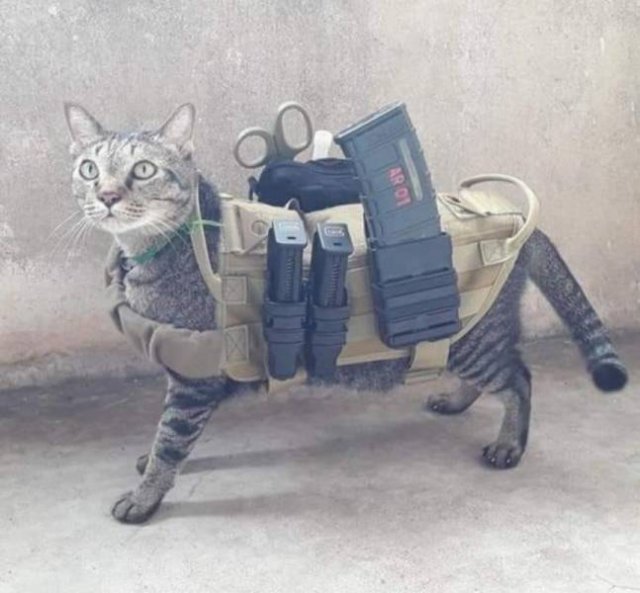 Acid Picdump 1 (82 pics)