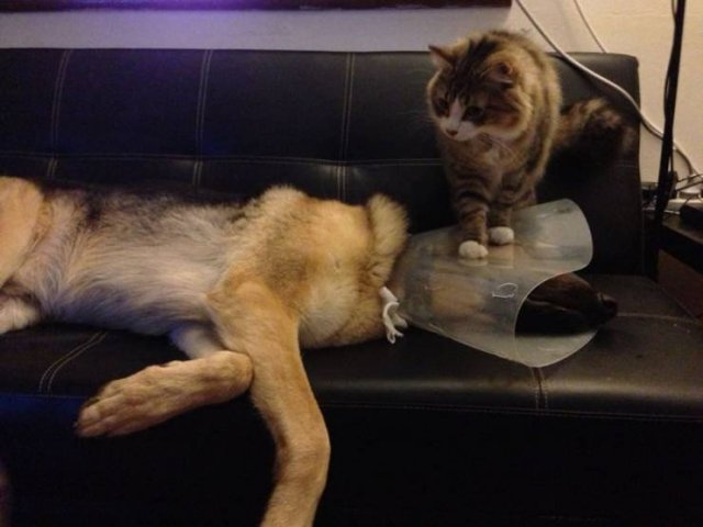 Acid Picdump 2 (80 pics)