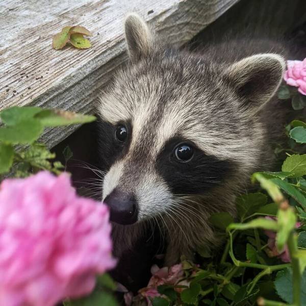 Raccoon Keeps Returning Back To The Family That Once Saved Him (19 pics)