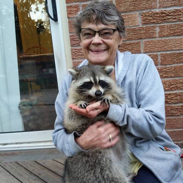 Raccoon Keeps Returning Back To The Family That Once Saved Him (19 pics)