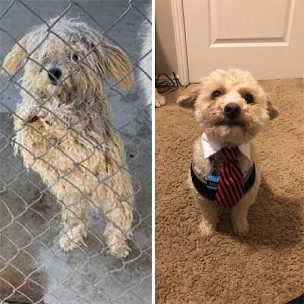 Rescued Pets (28 pics)